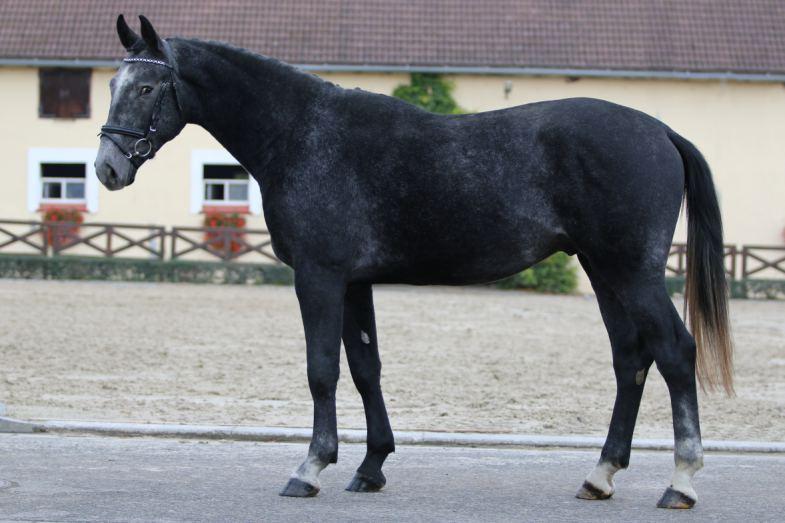 90/129 CASCAL 24. 4.2015 ČESKÝ TEPLOKREVNÍK ČERNÝ HNĚDÁK 174,165,190,22,5, CHOVATEL MVDr. Lysák Josef, Ivanovice na Hané Zemský hřebčinec s.p.o., Dolní 115,Tlumačov +420 576 771 710, info@hrebcinec-tlumacov.