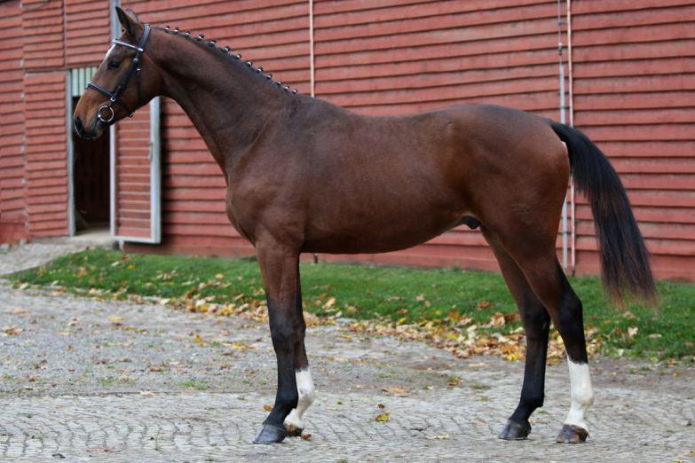 91/88 CASPER 20. 7.2015 ČESKÝ TEPLOKREVNÍK HNĚDÁK 174,166,190,22.0, CHOVATEL Hrnčíř Zdeněk, Proseč pod Křemešníkem 4 Hrnčíř Zdeněk, Proseč pod Křemešníkem 4 +420 728945686, farma.hrncir@seznam.