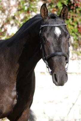Casall 1983 HOLST Isidor Kira XVII Lavall I 1999 HOLST 1995 HOLST tm. Newton Unesca I 1996 HOLST Gotika HOLST 1992 HOLST Běl.