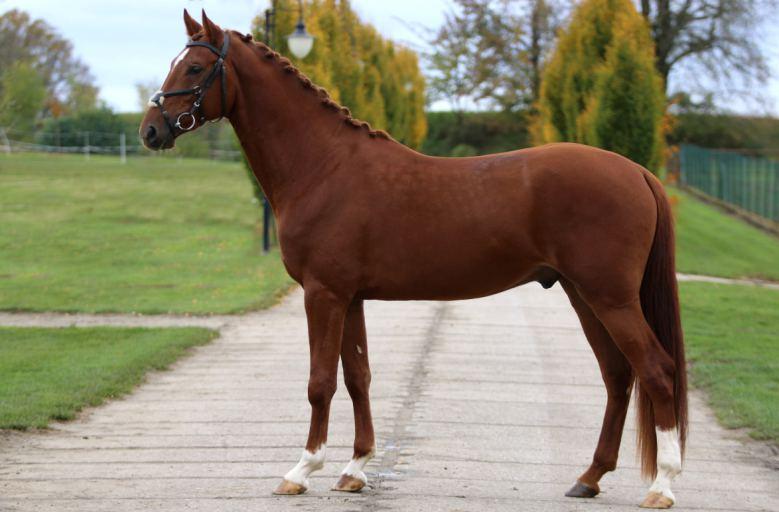 CINNAMON 13. 4.2015 HOLŠTÝNSKÝ TEPLOKREVNÍK RYZÁK 176,166,189,21.0, CHOVATEL Galazoulas Dimitrios, S.Avdela 3, Thessaloniki,GRC Galazoulas Dimitrios, S.
