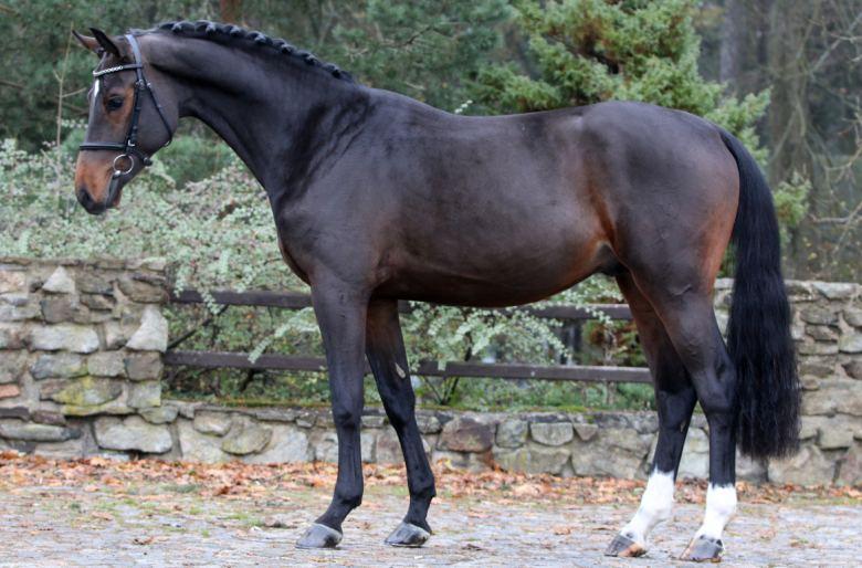 CORNESSINI 21. 4.2015 HOLŠTÝNSKÝ TEPLOKREVNÍK TMAVÝ HNĚDÁK 174,165,193,21.5, CHOVATEL Grothmann Klaus, Brunsbuettel, DEU Nágr Ondřej, Mariánské Lázně CORNESSINI 09 Clinton Corrado I 1985 HOLST Běl.