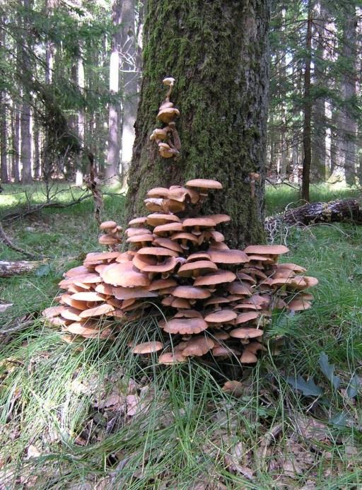 Mimo období tvorby plodnic lze přítomnost václavky na hostitelské dřevině zjistit z typické hniloby nebo z přítomnosti trvalého mycelia.