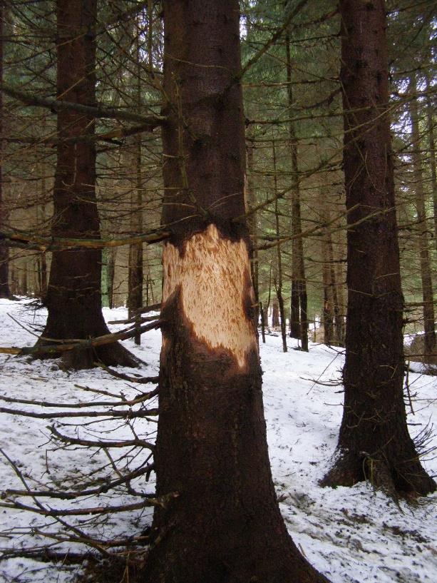 Šíření infekce Infekce živých stromů je častá, nastává v místech poranění kmene, kořenových náběhů nebo i větví Podhoubí se často šíří nejprve mezi bělí a jádrem, později hniloba zasáhne