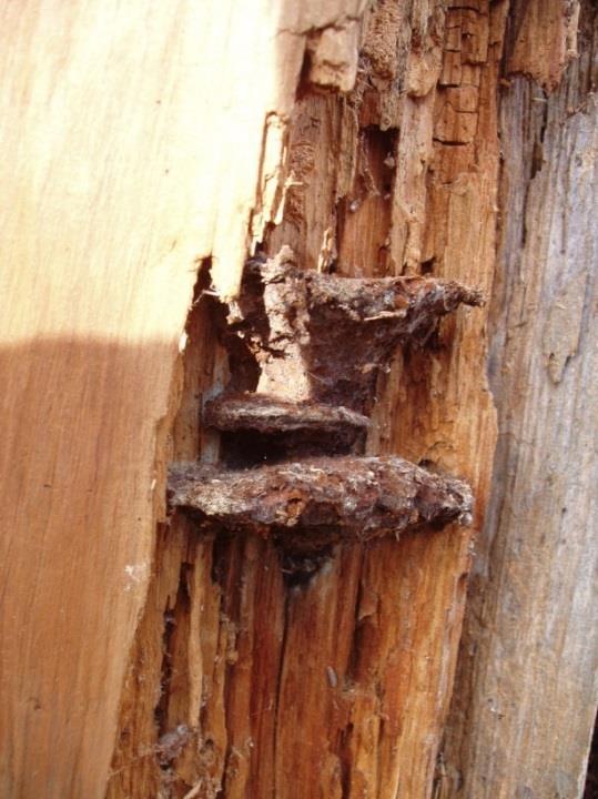 Shrnutí - typy hnilob Hnědá hniloba (tmavá) houby celulózovorní Rozkládají především celulózní složku dřeva (celulózu a