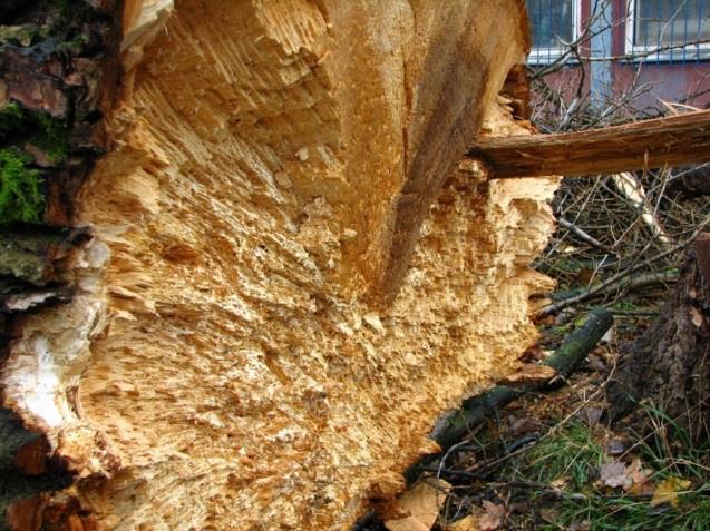 Dřevo rychle ztrácí na objemu i hmotnosti ztrátou celulózy, postupně tmavne uvolňovaným ligninem a často se kostkovitě rozpadá.
