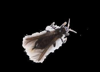 Třásněnky (zejména Kakothrips pisivorus) Početnější v letech se suchými a teplými jary