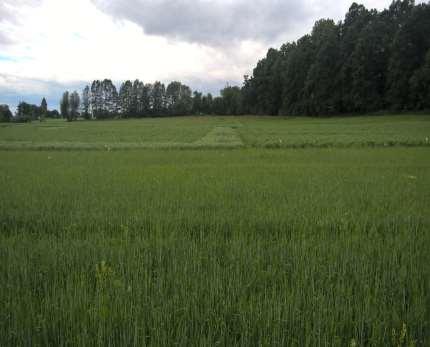 Využití rannější odrůdy hrachu jako TRAP CROP (= past) na kladoucí samičky zrnokaza hrachového 3 m široké