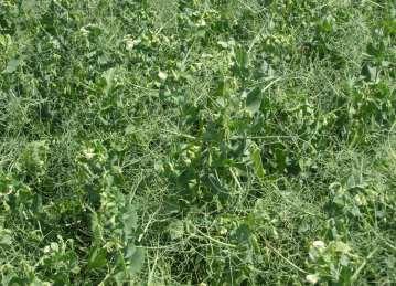 Hrách: kyjatka hrachová(acyrthosiphon pisum) Agronomická opatření: Časné setí (březen):