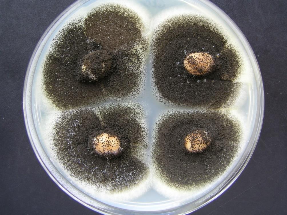 houba s výskytem na řadě substrátů