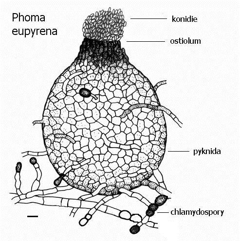 Rod Phoma Morfologická
