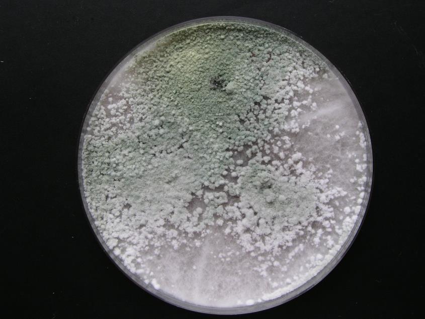 Čeřovský) z džemů kontaminace v plechových nádobách -celulolytická houba