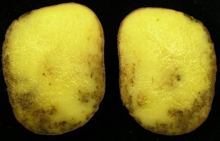 bramborová)