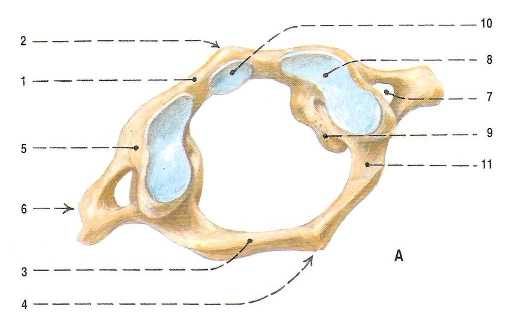 2.1.1.1 Obratle krční Vertebrae cervicales (Obr. 3), obratle krční jsou nápadné především svými malými rozměry.