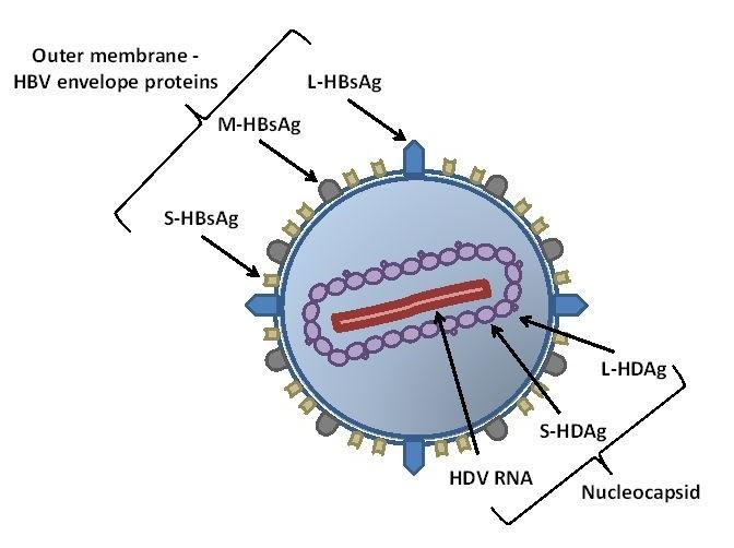 Virus