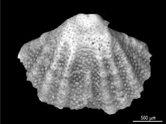 Class Rhynchonellata Williams, Carlson, Brunton, Holmer and Popov, 1996 Order Terebratulida Waagen,1883 Suborder Terebratellidina Muir-Wood, 1955 Superfamily Megathyridoidea Dall, 1870 Family