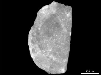 1 Argyrotheca cuneata (Risso, 1826), ventral valve, ŽIDL2, 11.6 11.8 m. 1889 Cistella squamata Eichw.; J. Dreger, p. 186, pl. 1, figs. 12 14. 1977 Argyrotheca squamata Eichwald, 1830; W.