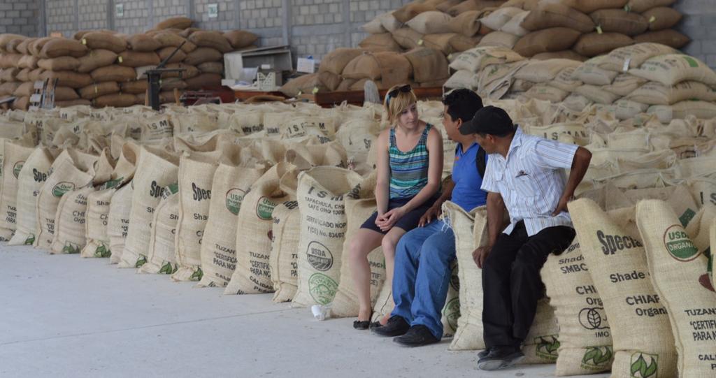 Výkupci jsou součástí řetězce Kojoti jsou stále součástí dodavatelského řetězce chiapaské kávy.