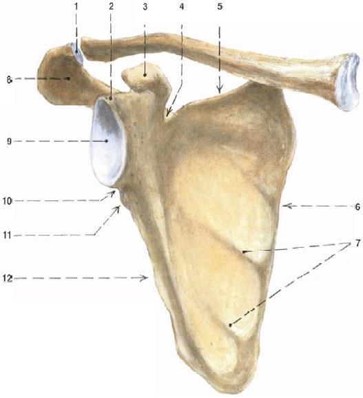 Slouží pro kloubní spojení s hlavicí kosti pažní. Cavitas glenoidalis obsahuje vazivově chrupavčitý lem labrum glenoidale.