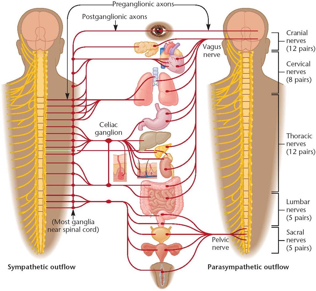 být i somatomotorické (např. kašel je považována za viscerosomatický reflex).