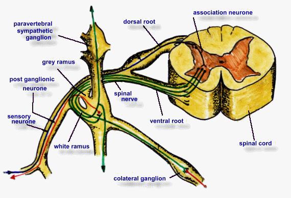 Dráha SNS (Obrázek 2.): 1. neuron v ncl.