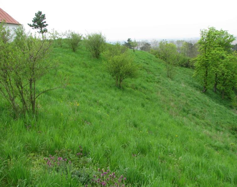 Pravidelně zde vykvétají večernice smutné, kopretiny okoličnaté (Pyrethrum