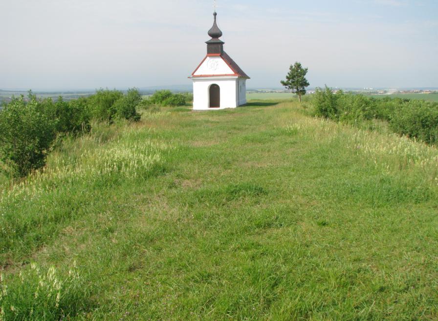 Charakteristické porosty čistce přímého Porosty rozrazilu