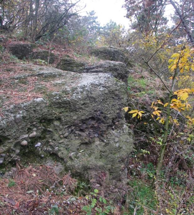 Přetrvávající místy aţ souvislá přítomnost jehličnatých stromů významně limituje další pokračování nastoupeného dynamického rozvoje podrostu listnatých dřevin.