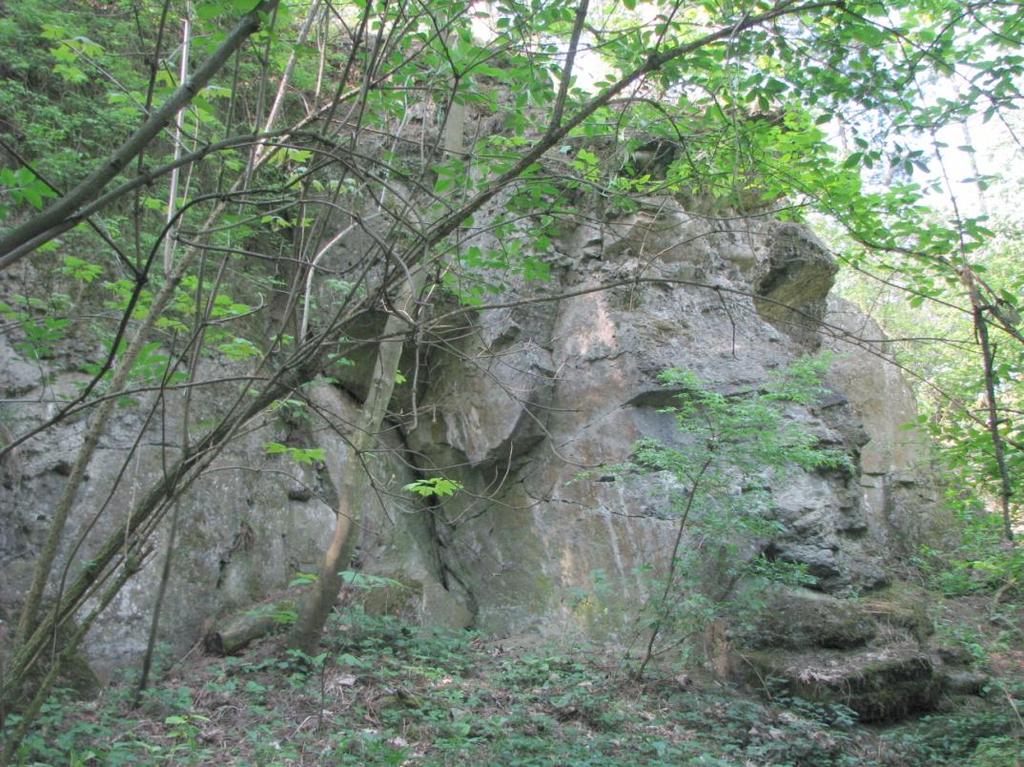 Na druhé straně je moţné konstatovat, ţe pro případ masivního usychání borovic v souvislosti s nepříznivými klimatickými podmínkami, jak jsme tomu v posledním desetiletí svědky po