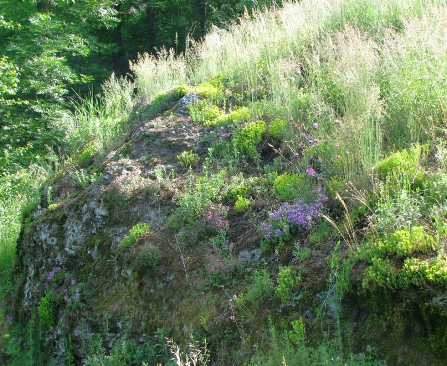 Poměrně bohatě jsou ve svahu zastoupeny významné druhy rostlin jako pryskyřník ilyrský (Ranunculus illyricus),