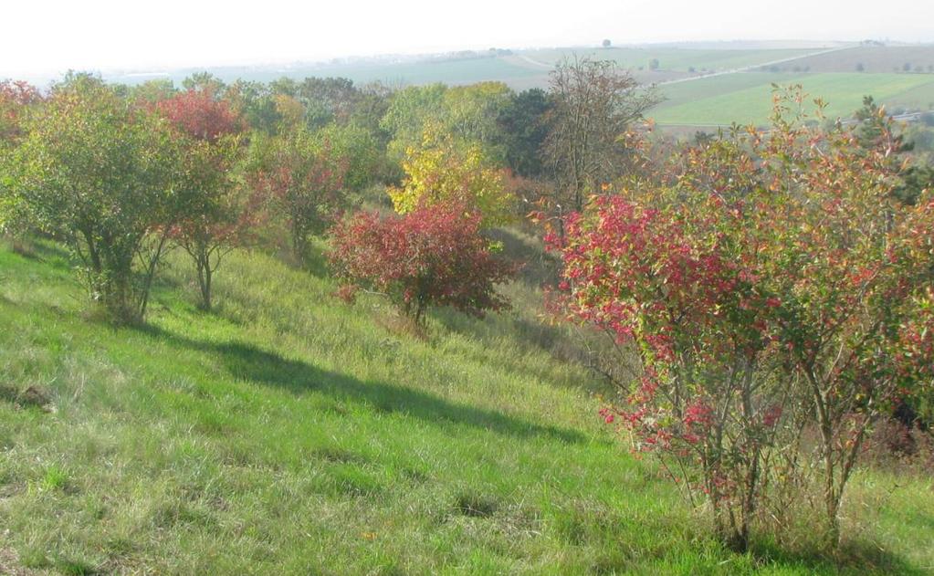 14 BARVY PODZIMU Zvláště atraktivní bývají na Santonu vycházky během podzimního zbarvování se olistění dřevin.