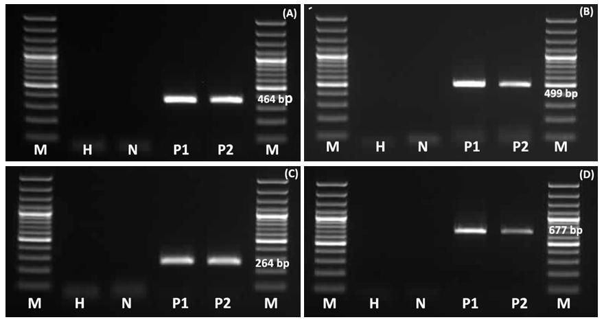 OBRÁZEK 1. Detekce ApMV, ASGV, ASPV a ACLSV metodou RT-PCR s využitím primerů (A): 161Z8/161Z9 (464 bp); (B): ASGVUs/ASGV2as (499 bp); (C): ASPCs/ASPas (264 bp) a (D): ACLSVs/ACLSVas (677 bp).
