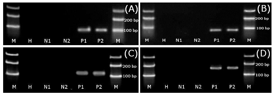 OBRÁZEK 2. Test specificity primerů navržených pro účely RT-qPCR pro detekci ApMV, ASGV, ASPV a ACLSV.