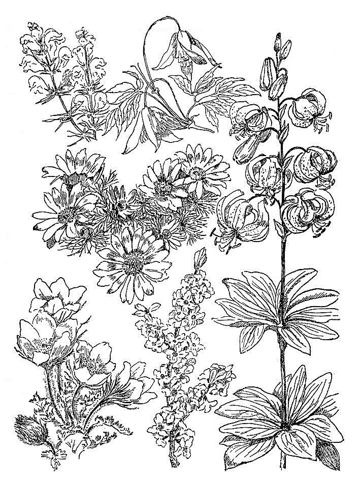 kreslila