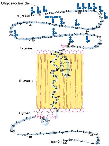 Single-spanning Membrane Protein: 1 alpha Helix Délka transmembránového úseku je typická pro