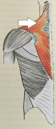 Test č. 1 - m. trapezius pars descendens Základní pozice: Leh na stole, dolní končetiny podloženy pod koleny a paže podél těla.