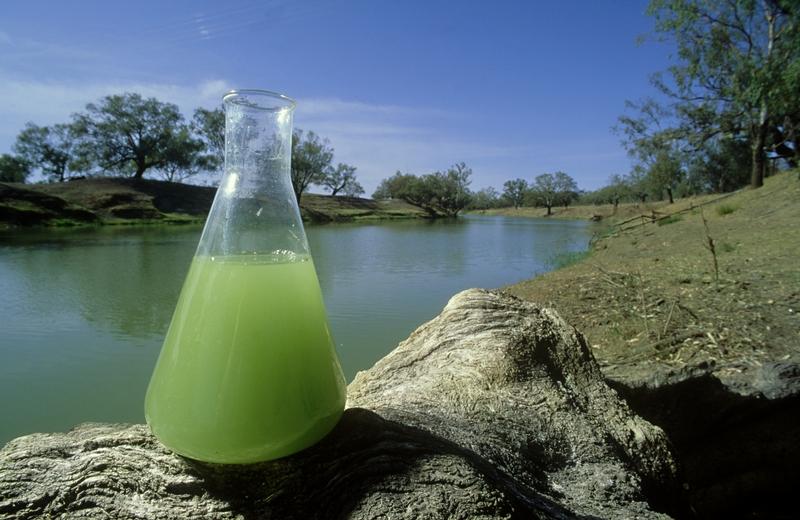 Sinice (cyanobakterie) Provedeným podrobným 14denním monitoringem přítoků v celém povodí VD Plumlov v letech 2013-2014 bylo zjištěno, že