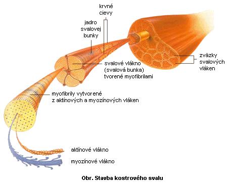 2 )áklado ANATOMICKÁ A FUNKČNÁ CHARAKTERISTIKA POHYBOVEJ SÚSTAVY ČLOVEKA poh ovej sústav je kostrový prieč epruhovaný) sval.