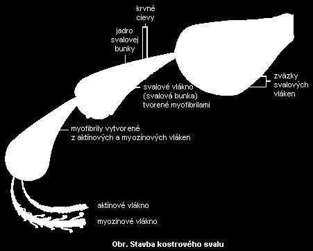 prieč e pruhovaný (kostrový sval) 2. hladký sval súčasť v útor ý h orgá ov, hladké sval sú a v l ezávislé 3.