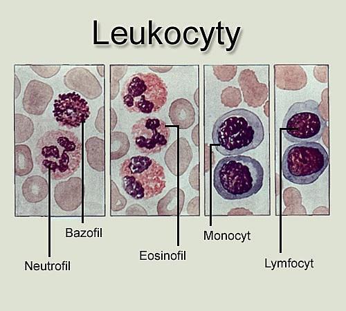 1) GRANULOCYTY tvoria viac ako 70 % všeetký h iel h krvi iek, aktív e sa poh ujú, diapedézy ajú s hop osť: žu pre ikať ez ste fagocytózy aktív e v tvore í vlásoč í pa i o krv ý o eh žok pohl ujú a