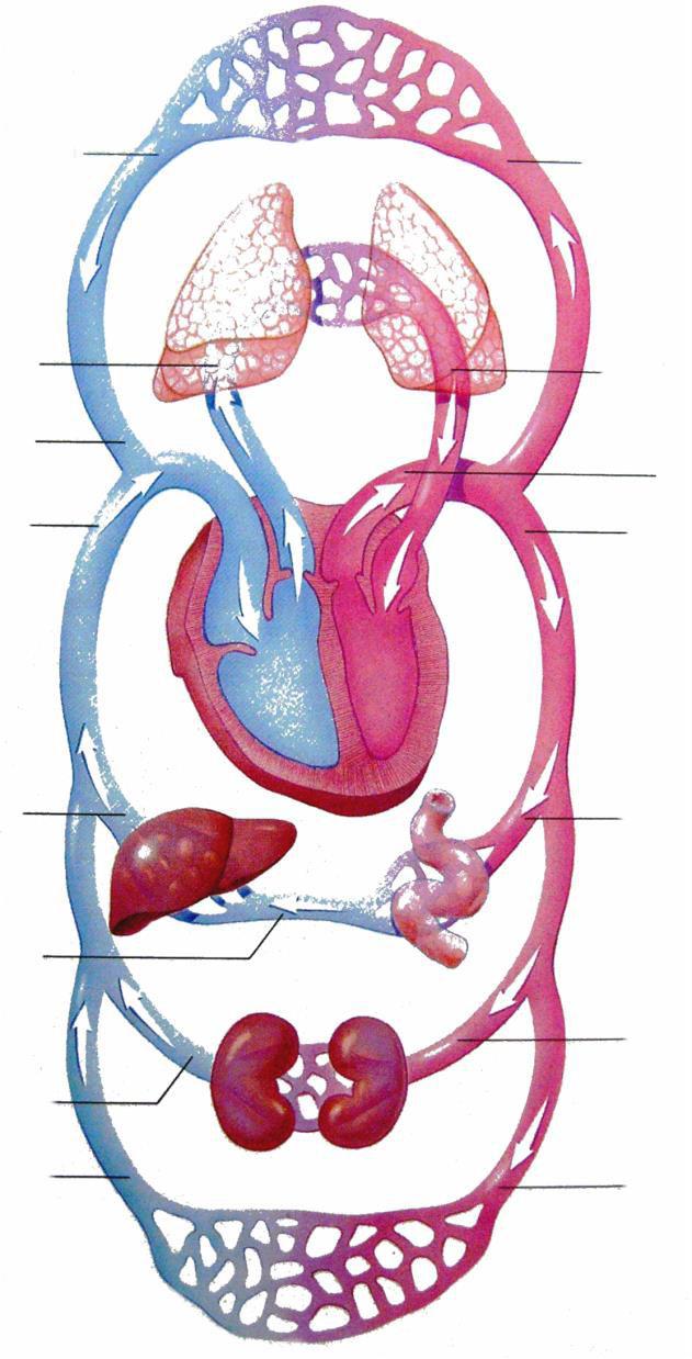 Schématické znázornenie malého a veľkého krv ého o ehu: MALÝ PĽÚCNY KRVNÝ OBEH VEĽKÝ (TELOVÝ) KRVNÝ OBEH O r. č.