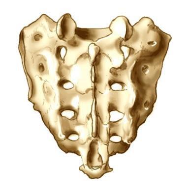 synchondrosis je spojenie pomocou chrupky, pr. spojenie rebier s hrud ou kosťou 3.