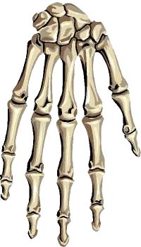 zápästné kosti (ossa carpi) záprstné kosti (ossa metacarpalia) články prstov (phalanges) O r. č. 11: Kostra ruky II.