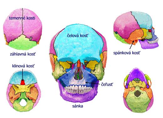 3) Kostra hlavy (lebka) le ku rozdeľuje e a dve časti: 1. NEUROCRANIUM ozgová časť 2. SPLANCHNOCRANIUM tvárová časť I.