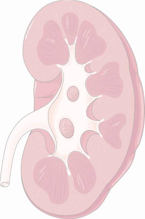 Renální exkrece u jednotlivých DPP-4 inhibitorů Share of renal excretion Linagliptin 1 5 % No dose adjustment and/or no additional drug monitoring required 1 Sitagliptin 2 87% All other DPP-4