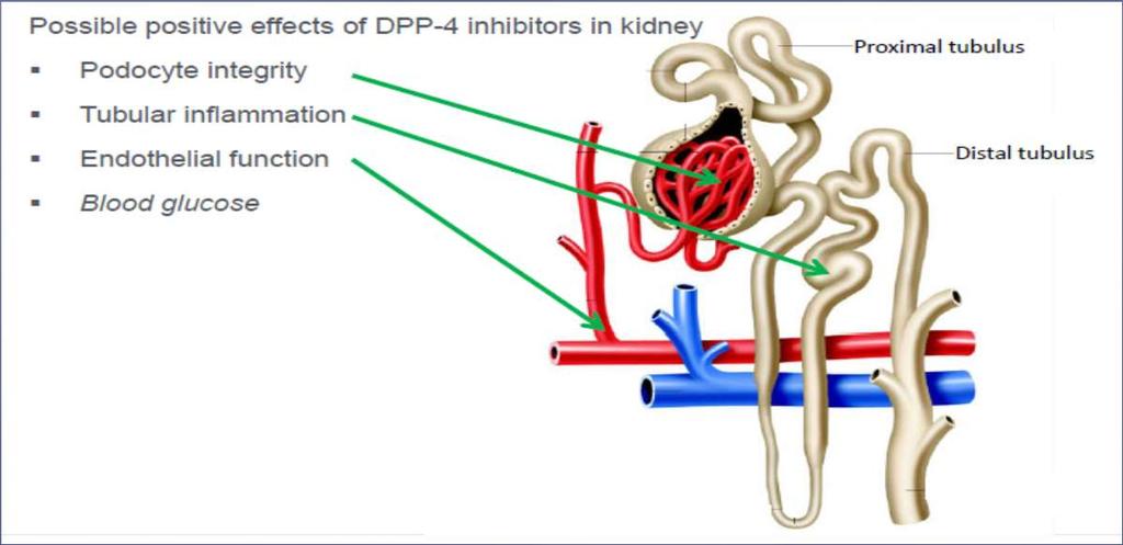 Inkretinová léčba a CKD: perspektivy V experimentálních modelech snížení progrese