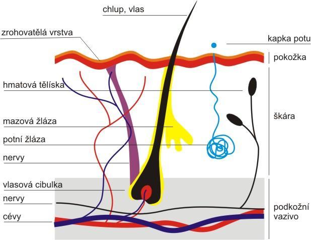 ŠKÁRA STAVBA KŮŢE Elastická vlákna škáry jsou orientována do určitých směrů, odpovídajících směru mechanického zatížení kůže v dané krajině.