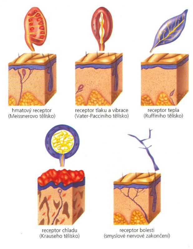 Škára proti pokožce vybíhá četnými výběžky, na kterých jsou nervová zakončení (receptory), umožňující vnímání hmatových počitků, bolesti,