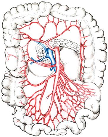 3 Akutní mezenteriální ischemie 3.2 Arteria mesenterica superior Arteria mesenterica superior (horní mezenterická tepna) odstupuje z břišní aorty asi 1 cm pod odstupem truncus coeliacus.