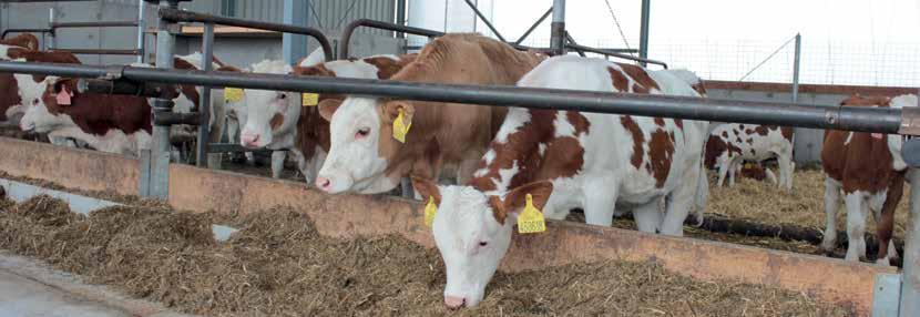 Nové technologie v inseminaci / Krmné automaty na mléko Tabulka 1: Výsledky inseminací - použití standardních krytek. Tabulka 2: Výsledky inseminací - použití krytek Alpha.