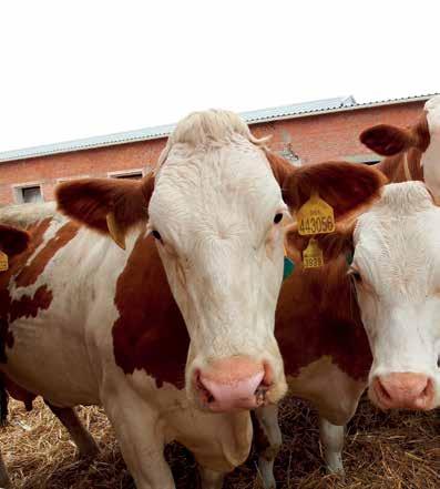 Exkurze na Ukrajinu Rudolf a Jana Šťávovi, ZD Klučov - Lhota která s farmami pana Juščenka úzce spolupracuje. Na této farmě je v současné době 500 krav.